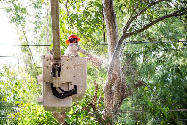 A worker in an orange hard hat cuts tree branches near power lines from an elevated bucket truck.