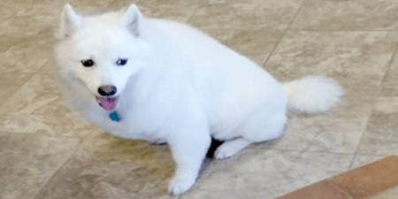 White Dog | NW Rochester, MN | Fluff n Buff Dog Grooming