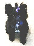 black puppy | NW Rochester, MN | Fluff n Buff Dog Grooming