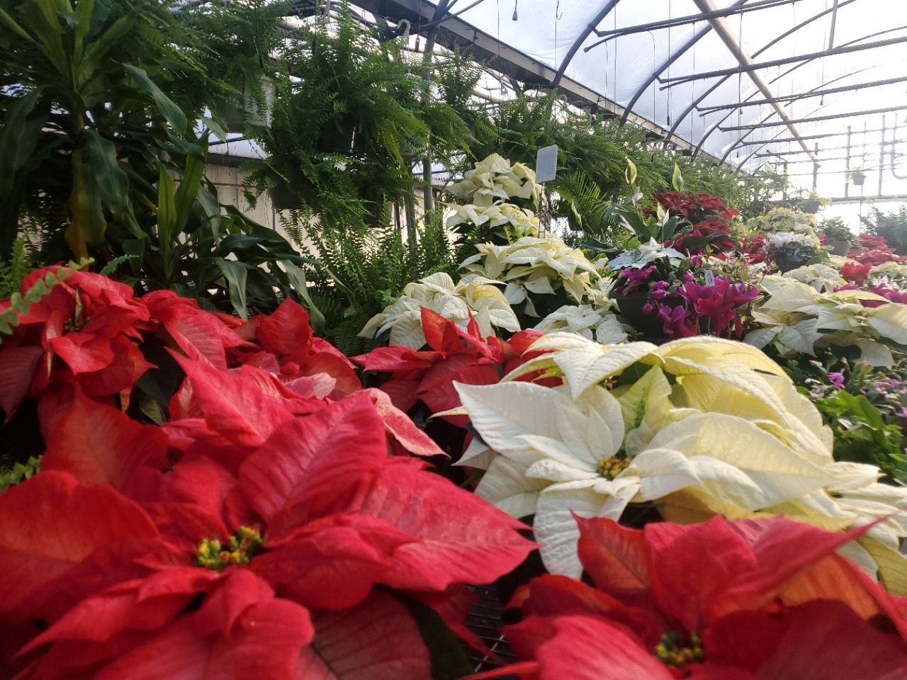 A greenhouse filled with red and white poinsettia flowers
