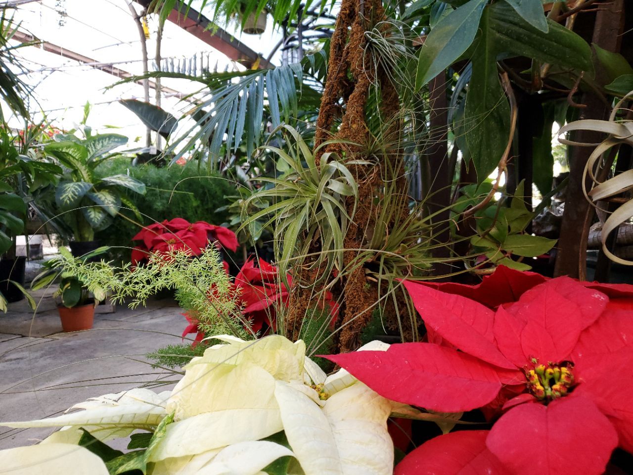 A red and white poinsettia in a greenhouse
