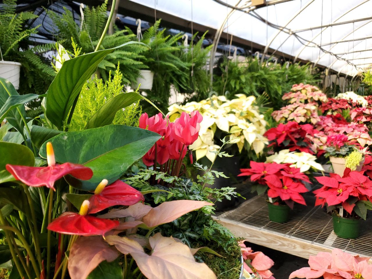A greenhouse filled with lots of plants and flowers