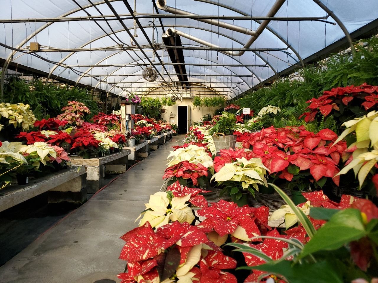 A greenhouse filled with lots of red and white flowers