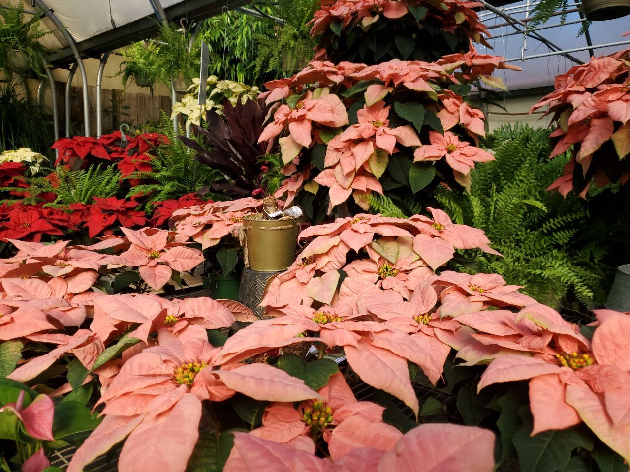 A bunch of pink poinsettia flowers in a greenhouse