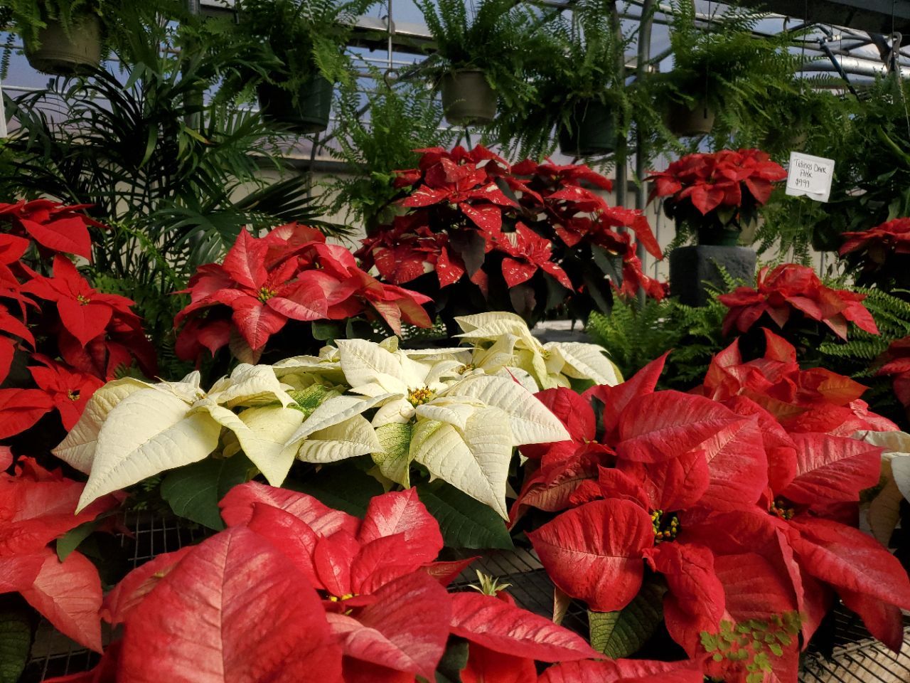 A greenhouse filled with red and white poinsettia plants