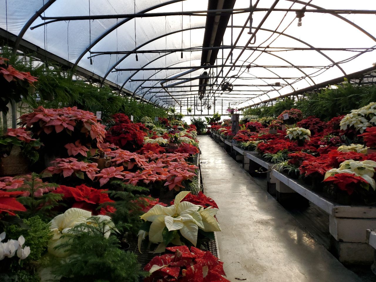 A greenhouse filled with lots of flowers and plants.