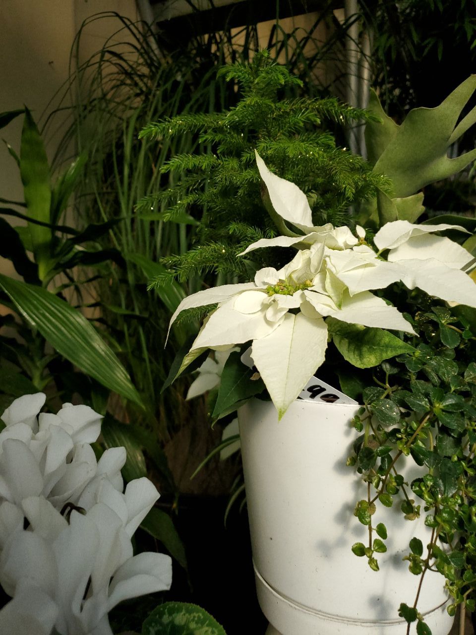 A potted plant with white flowers and green leaves