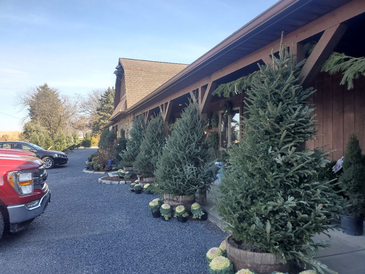 Christmas trees for sale outside a wooden building with a red truck parked nearby.