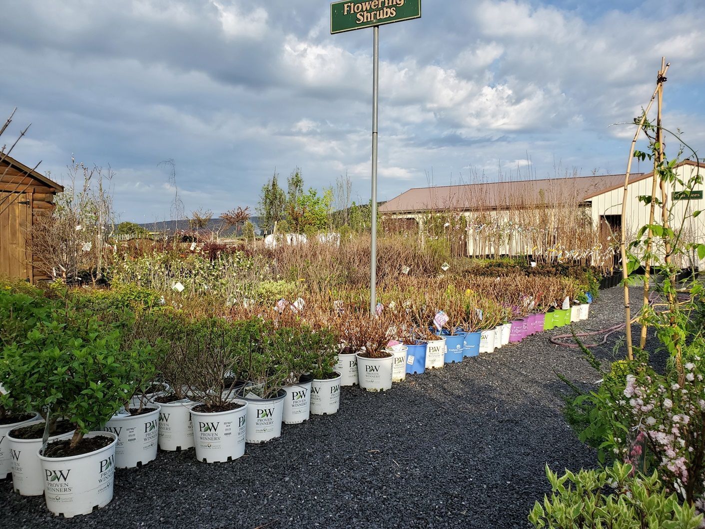 A row of potted plants is lined up in a garden.