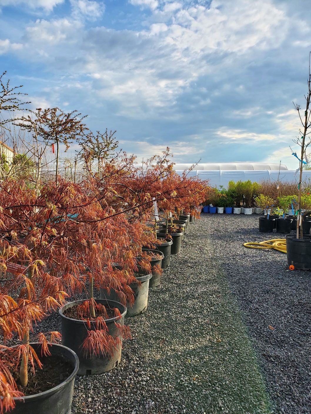 A row of potted plants sitting on top of a gravel road.