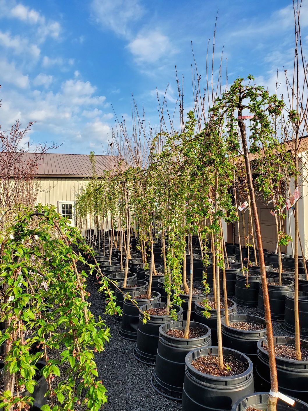 A row of potted trees in a garden with a building in the background.