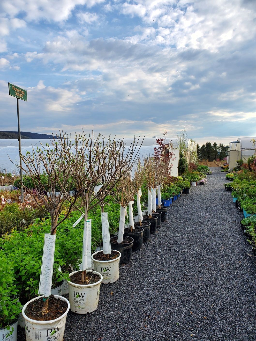A row of potted plants lined up on a gravel path next to a body of water.