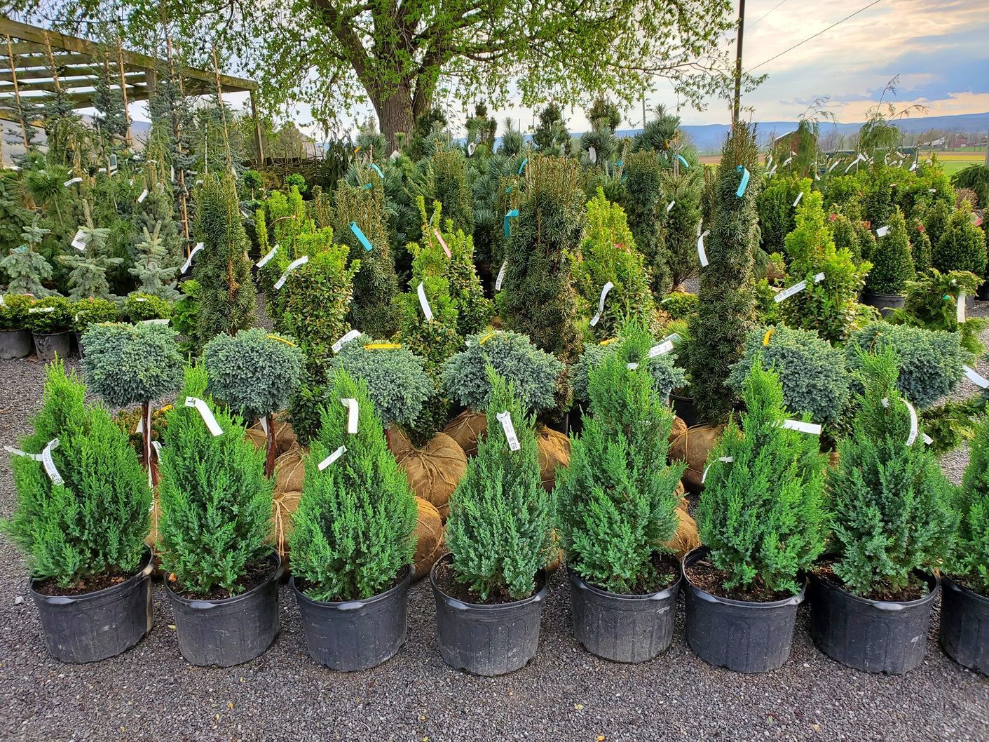 A bunch of potted plants are sitting on the ground in a garden.