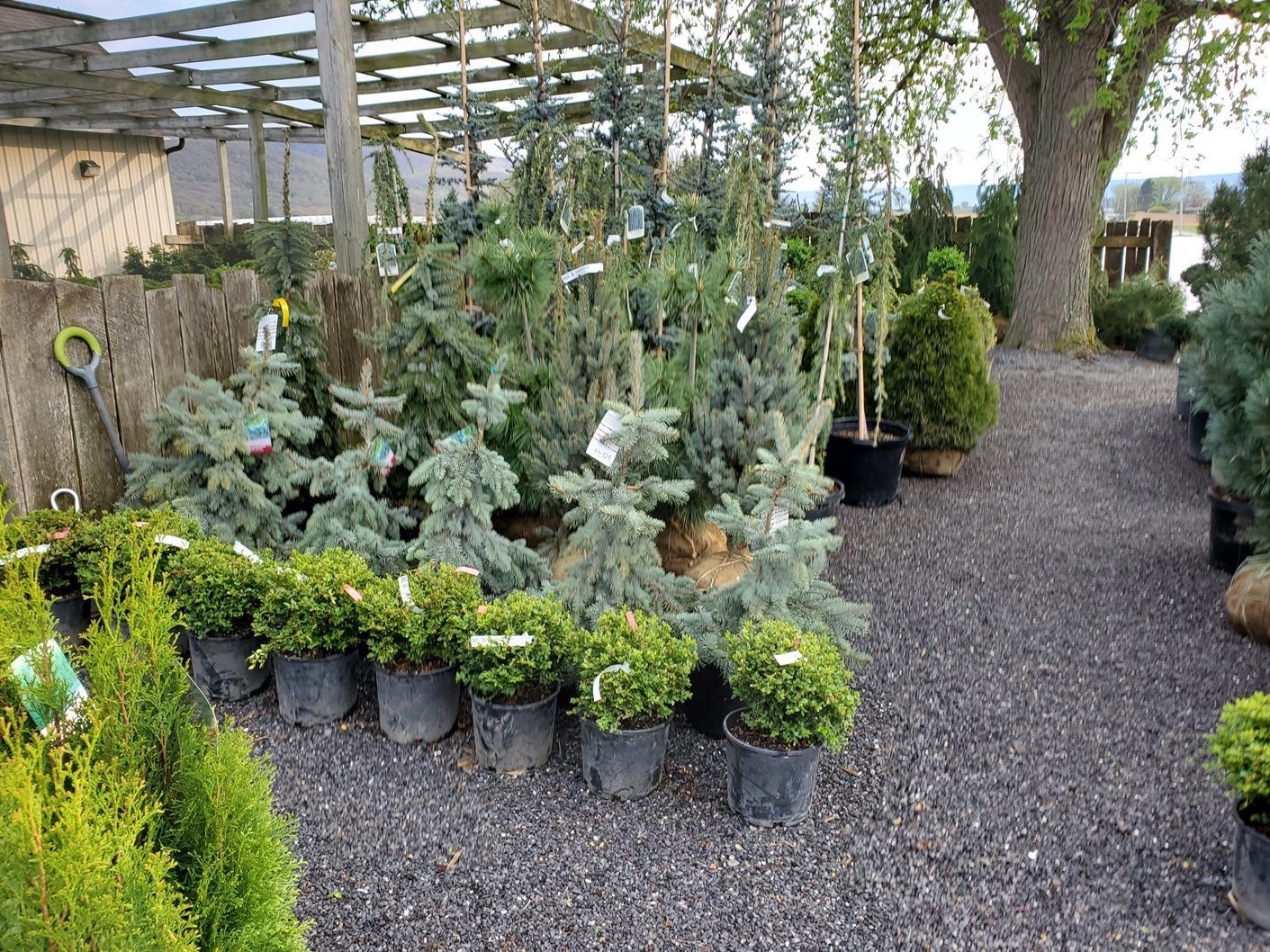 A garden center filled with lots of potted plants and trees.