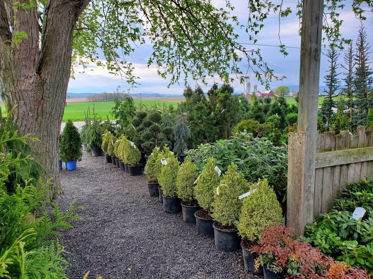 A row of potted plants sitting under a tree in a garden.