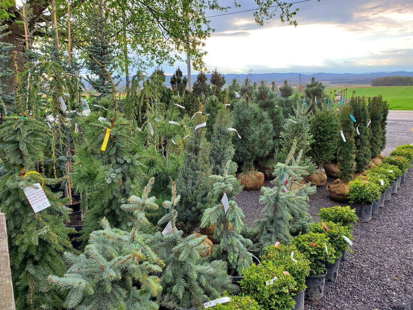 A row of potted plants sitting under a tree in a garden.