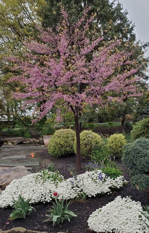 A cherry blossom tree in a garden surrounded by white flowers.
