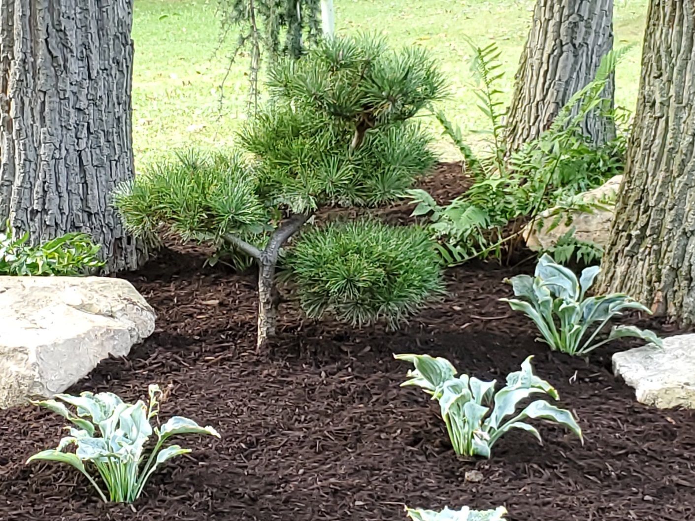 A garden filled with lots of plants and trees.
