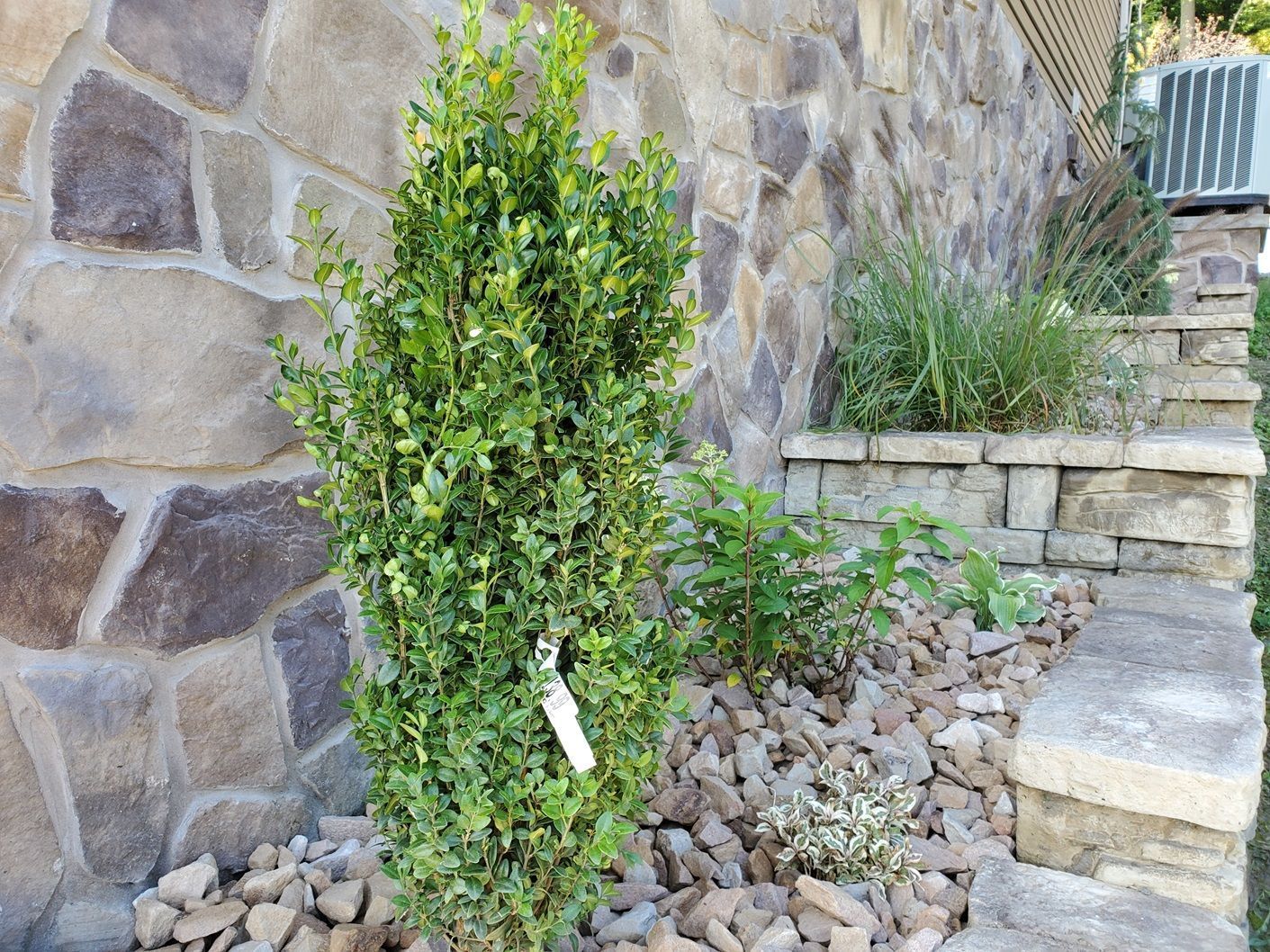 A small bush is growing in a rock garden next to a stone wall.