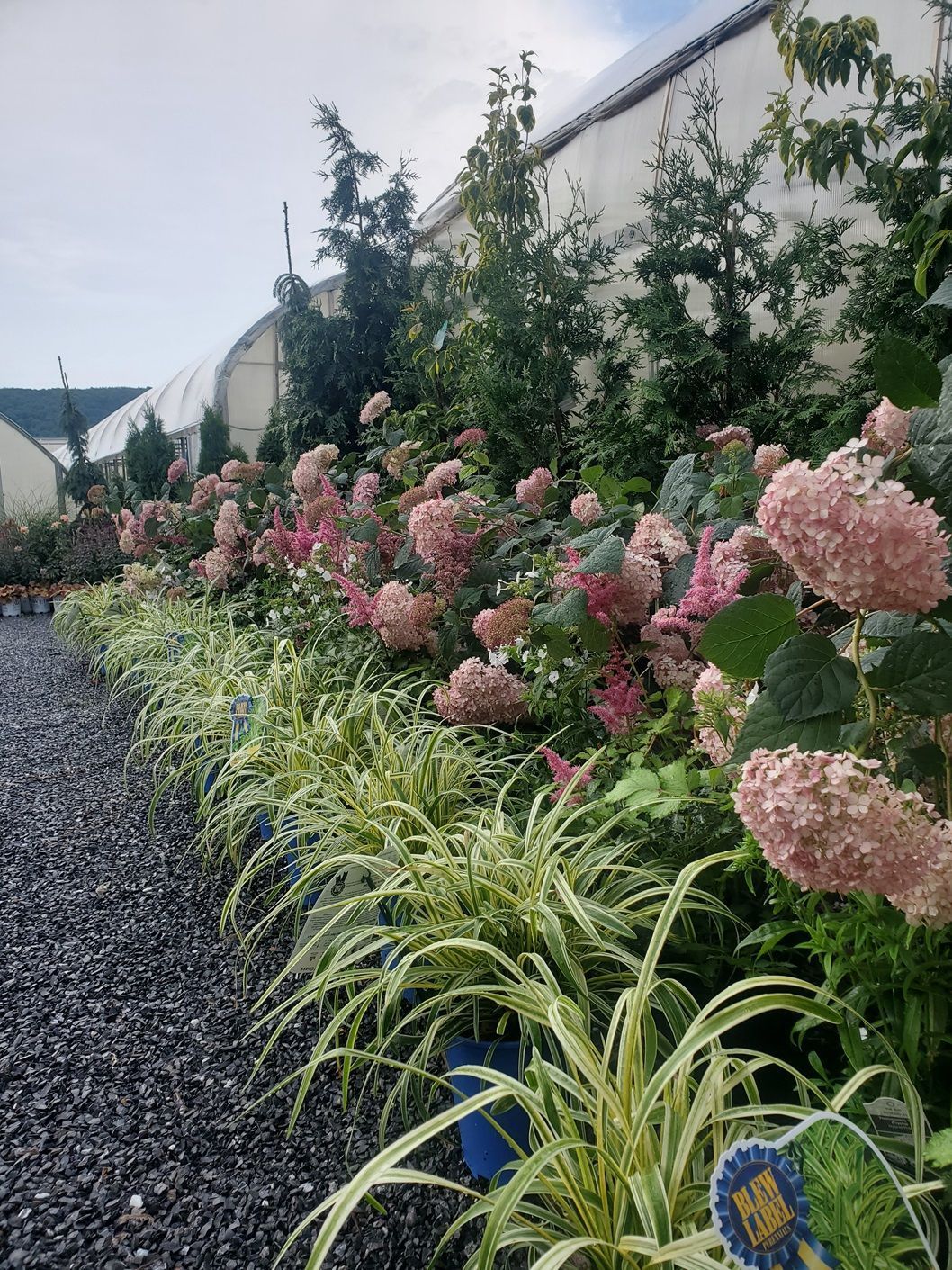 A garden filled with lots of flowers and plants.
