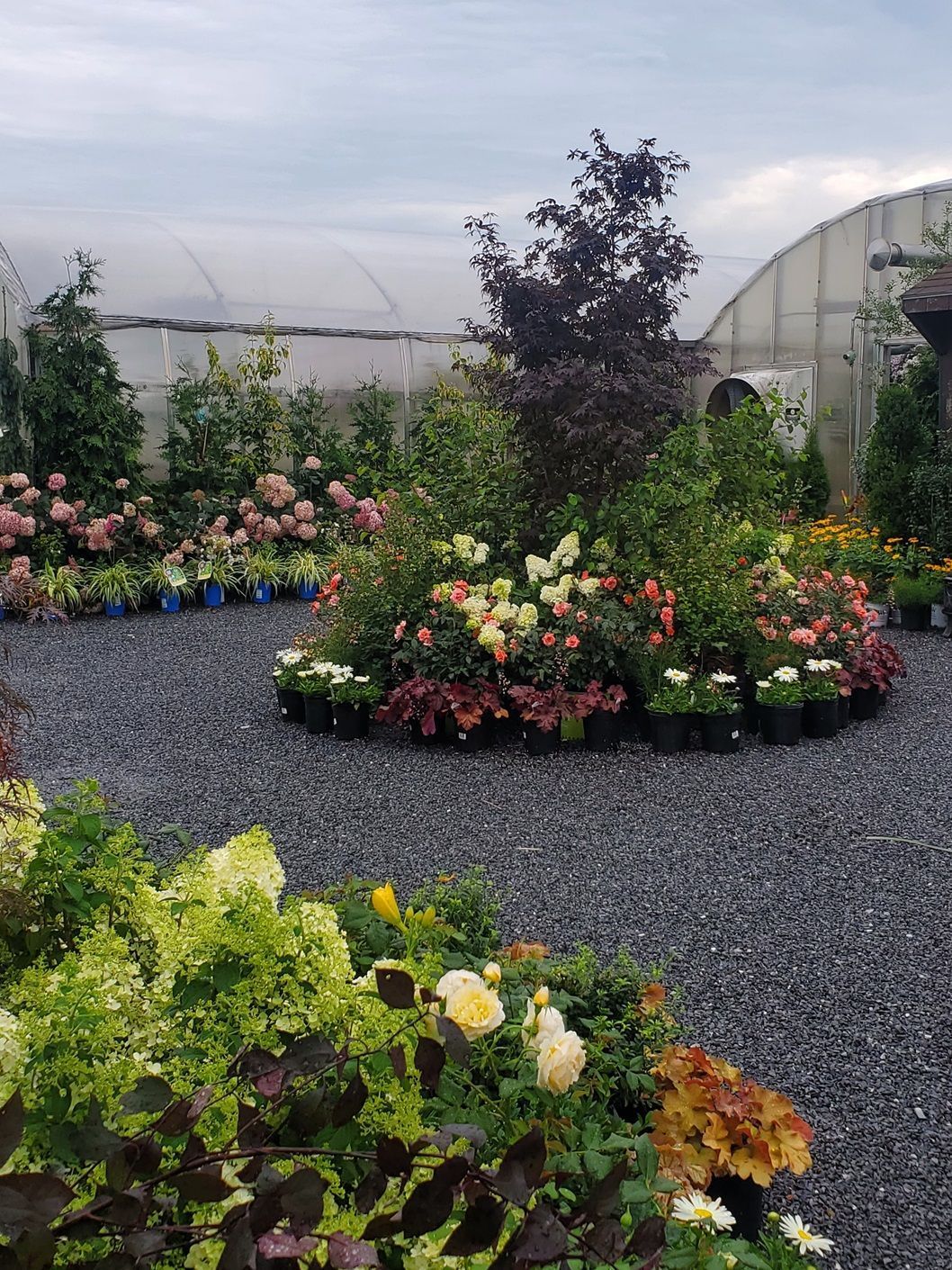 A greenhouse filled with lots of potted plants and flowers