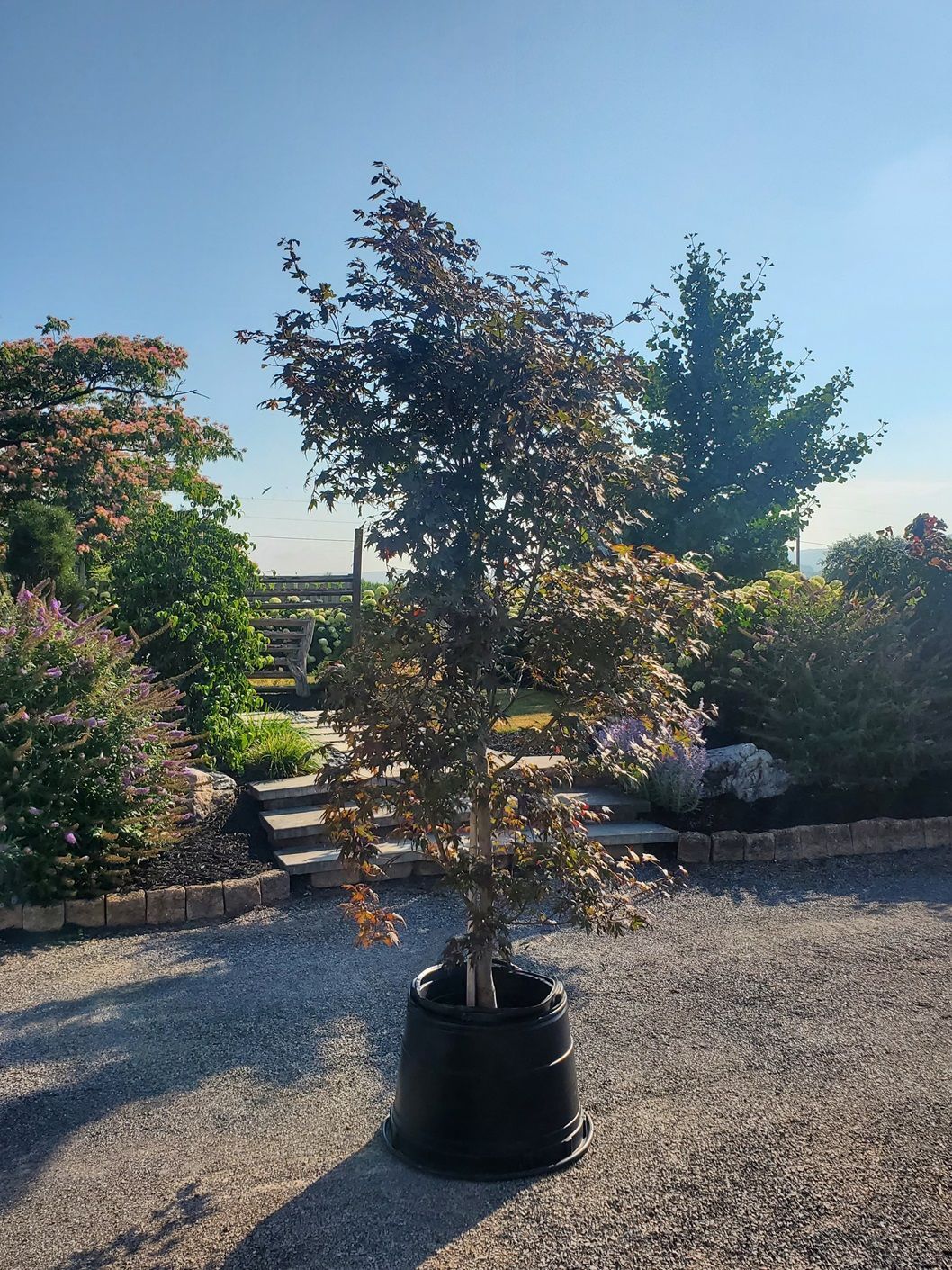 A large tree in a black pot is sitting on gravel in a garden.