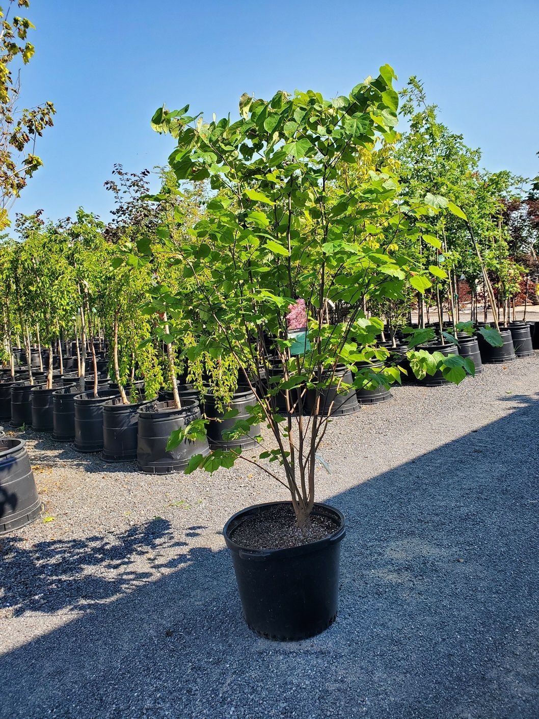 A large potted plant is sitting on the ground in a garden.