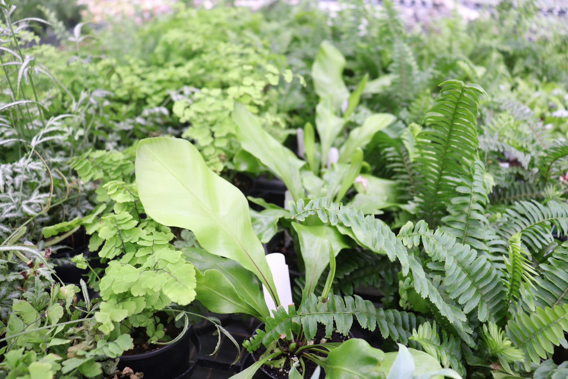 Plant and Tree Nursery