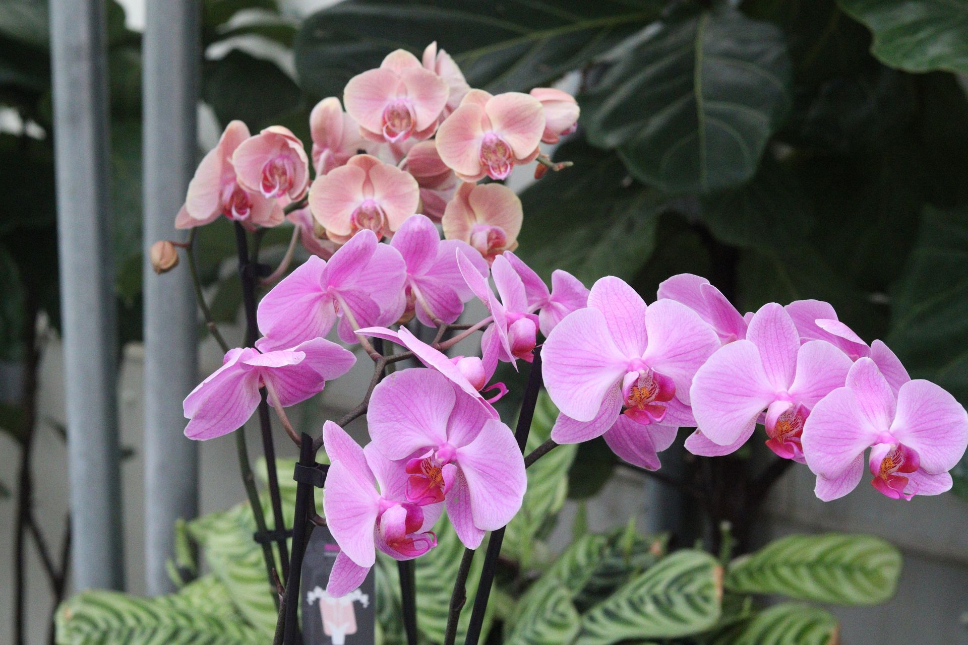 Orchids