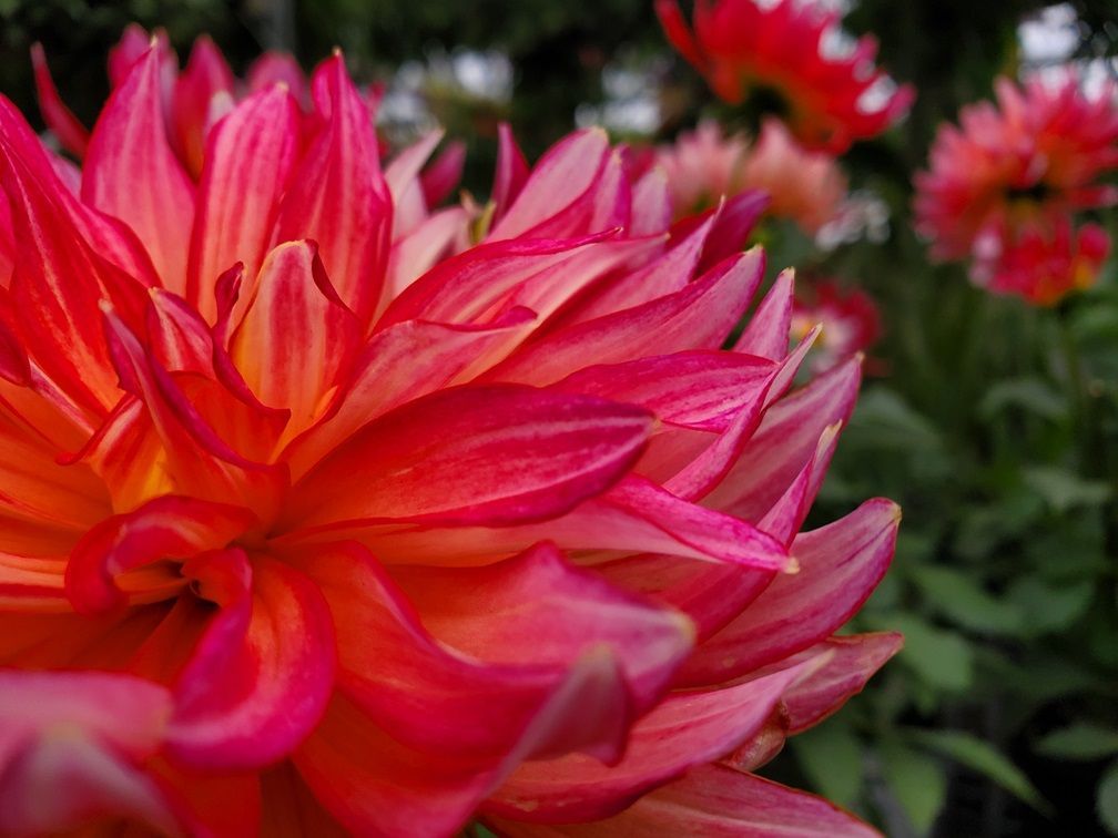 A close up of a pink and orange flower