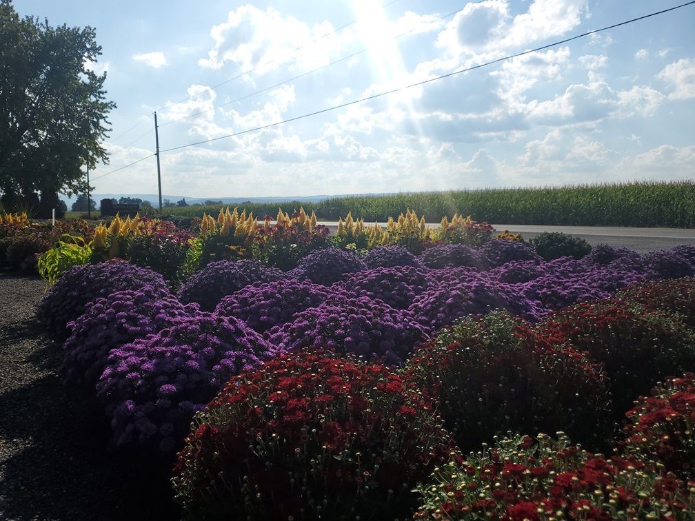 A field of purple and red flowers with a corn field in the background