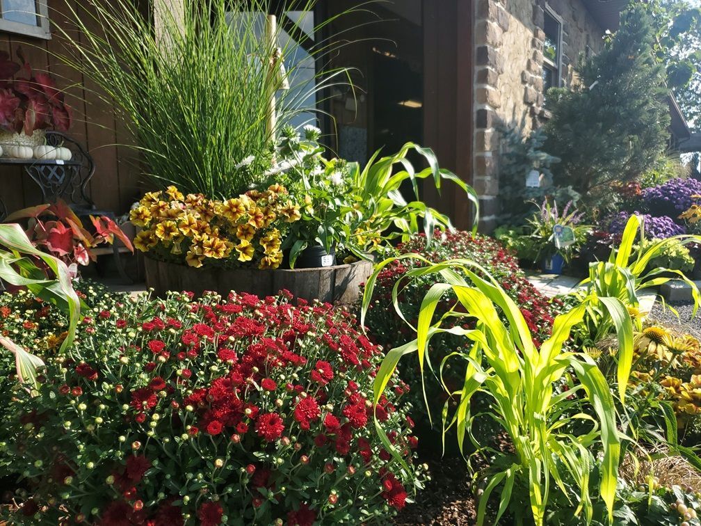 A garden with lots of flowers and plants in front of a building