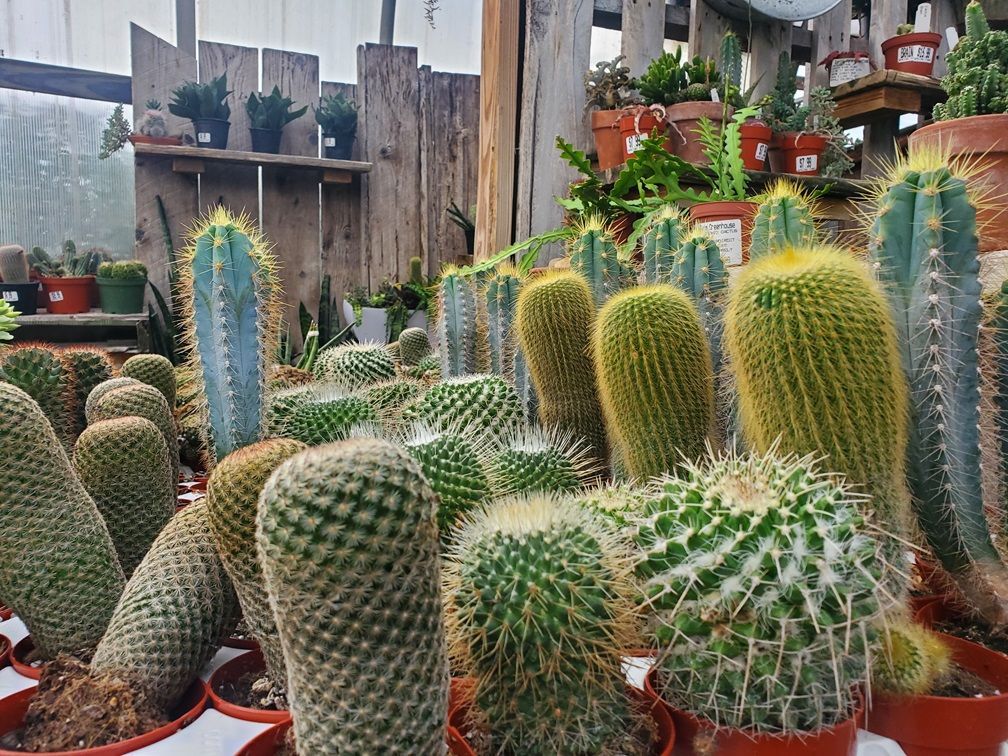 A bunch of cactus plants are sitting on a table in a greenhouse.