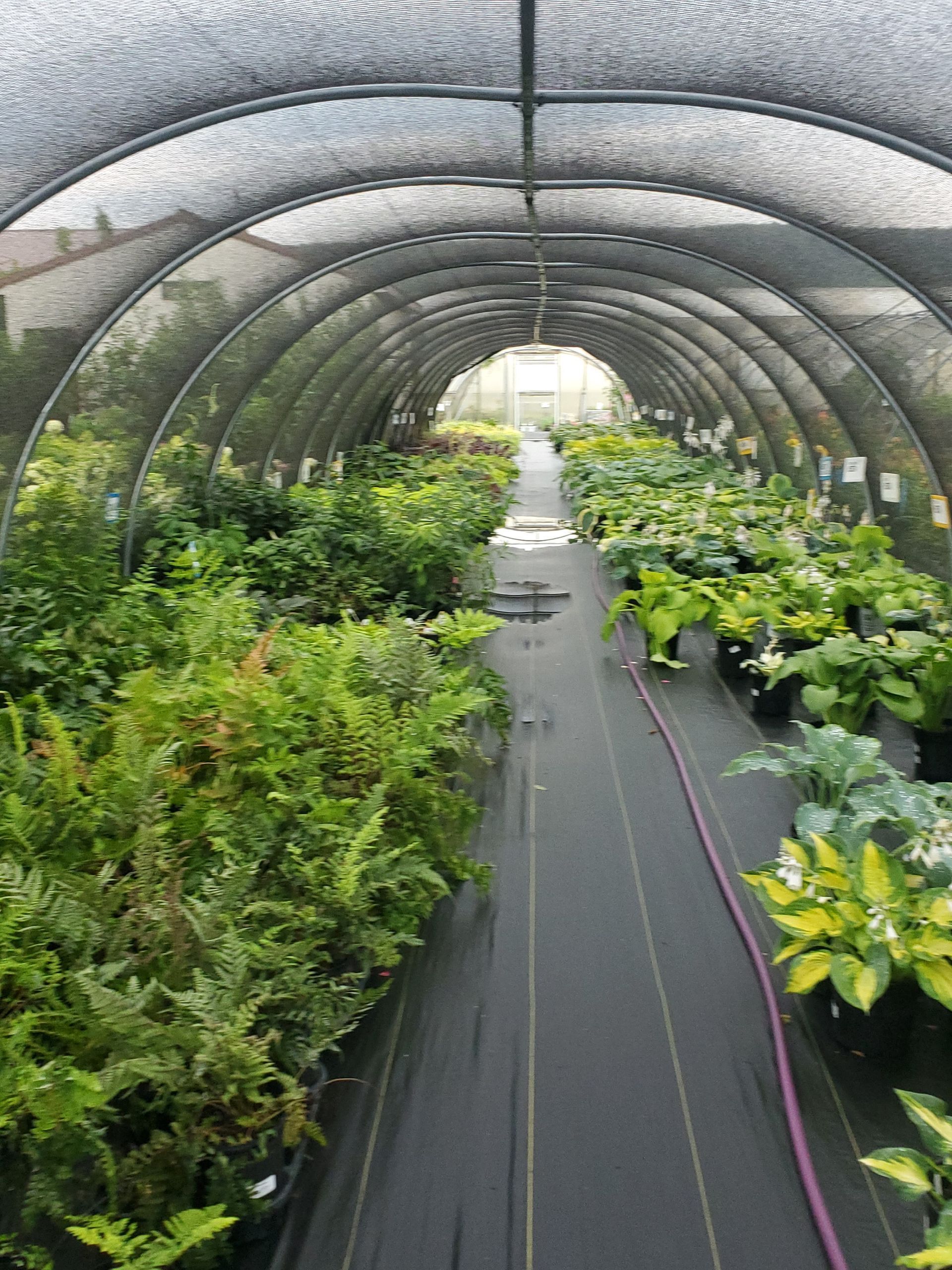 A greenhouse filled with lots of potted plants and a hose.
