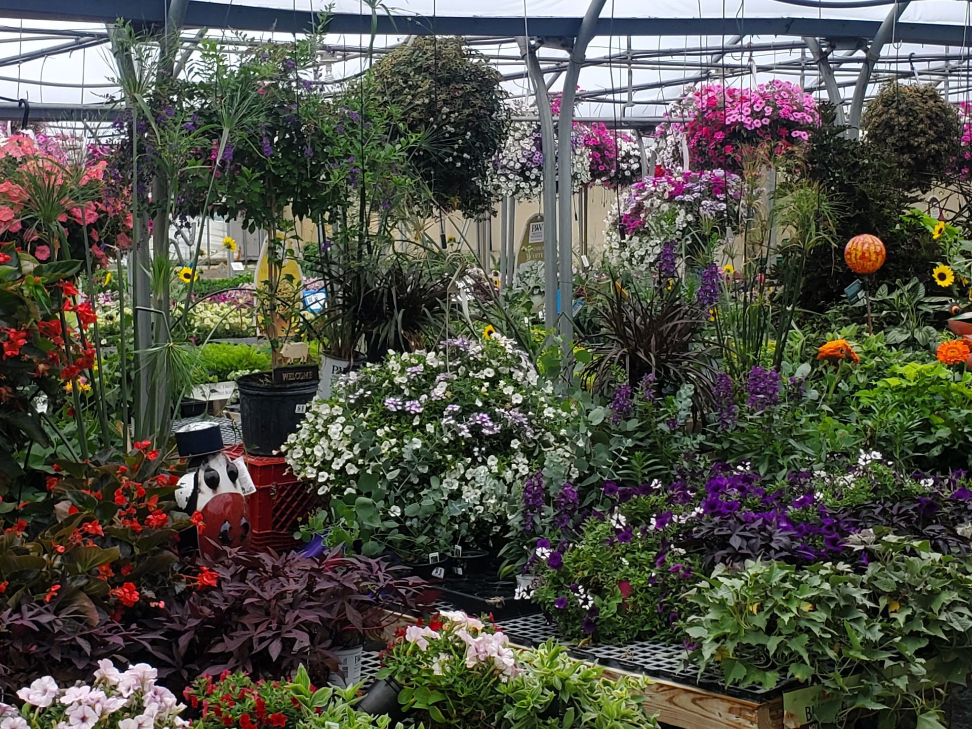 A greenhouse filled with lots of flowers and plants.