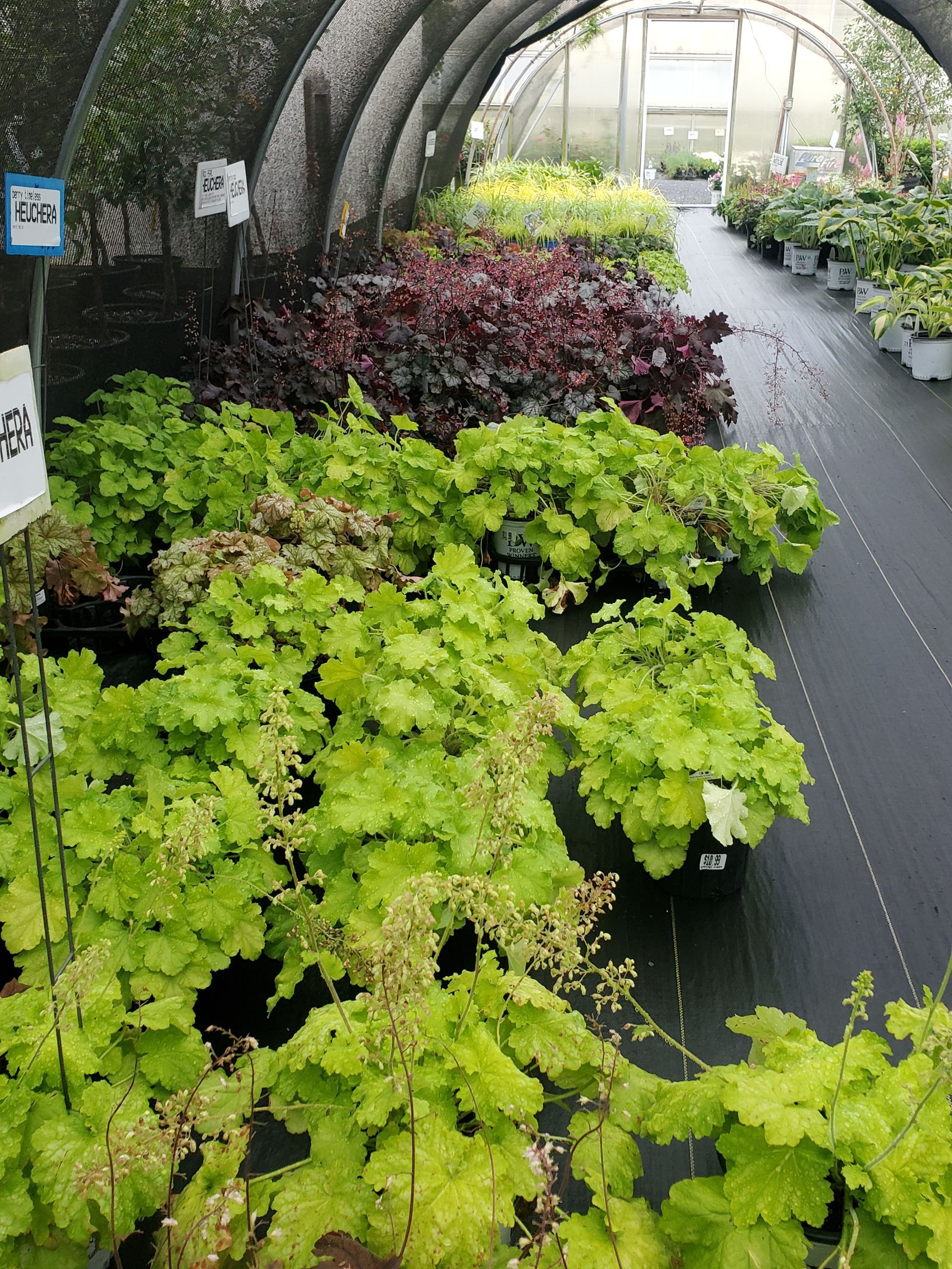 A greenhouse filled with lots of green plants