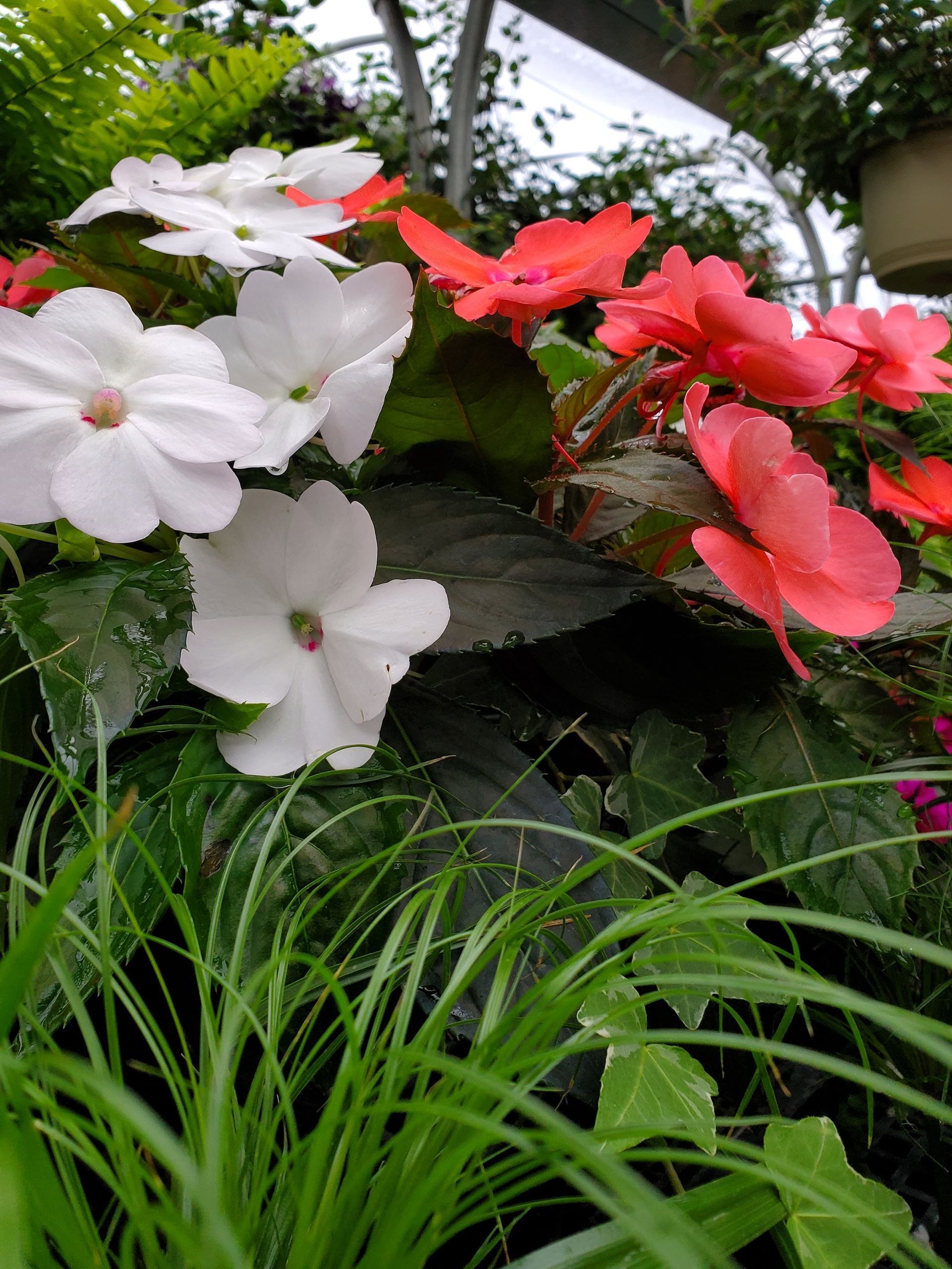 A bunch of flowers are growing in a garden.
