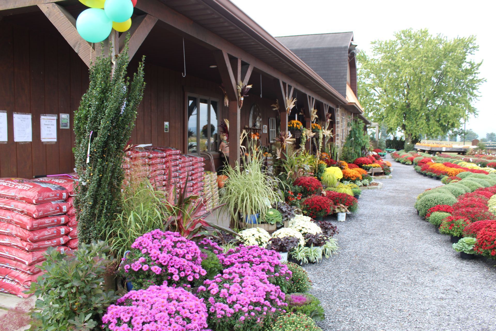 A bunch of flowers are in front of a building