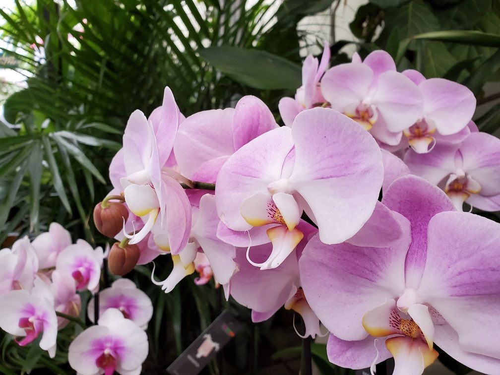 A bunch of pink and white orchids are growing in a garden