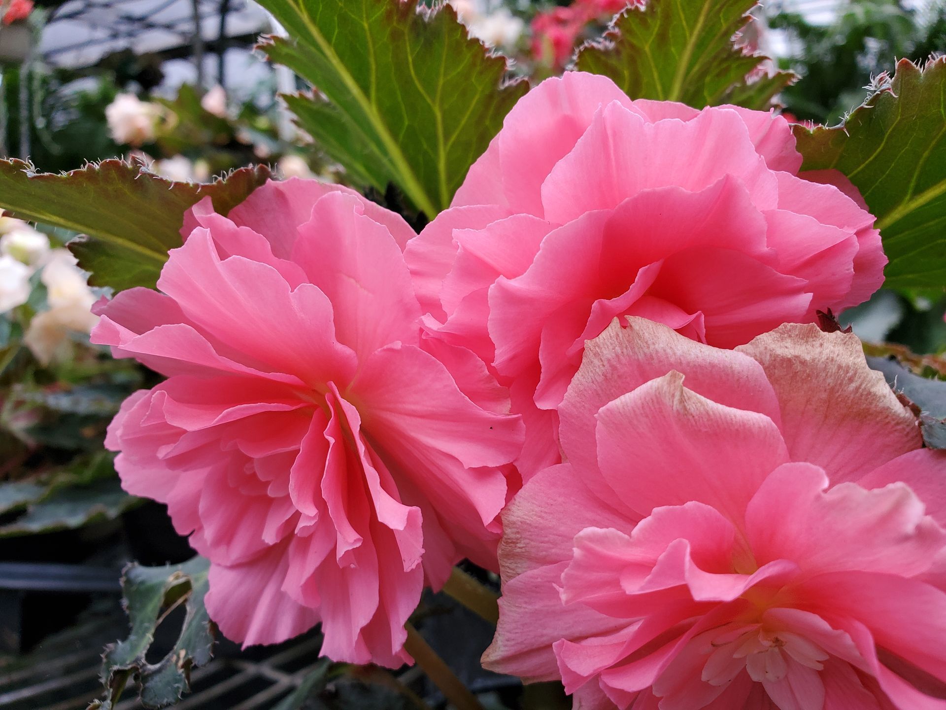 A close up of pink flowers with green leaves