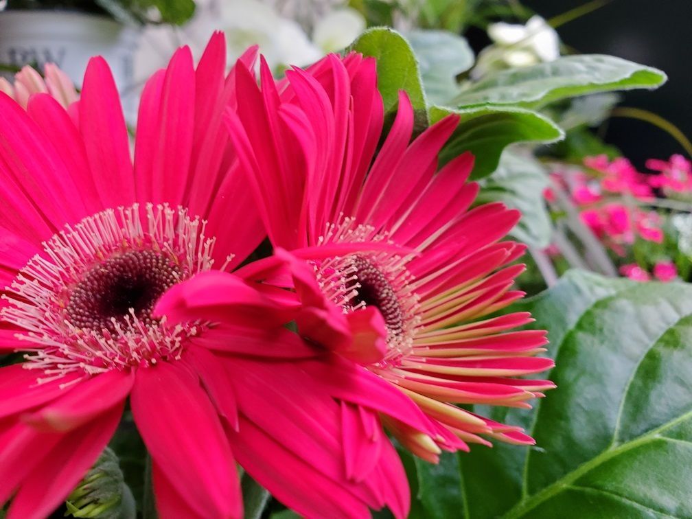 A close up of a pink flower with a yellow center