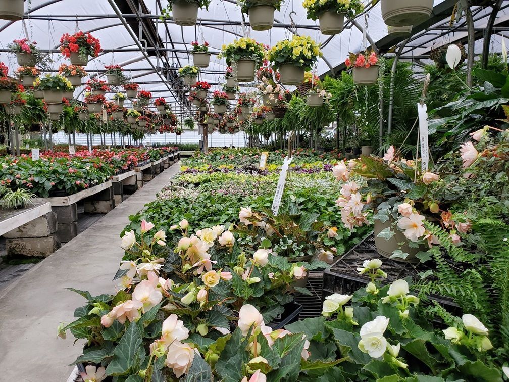 A greenhouse filled with lots of flowers and hanging baskets.