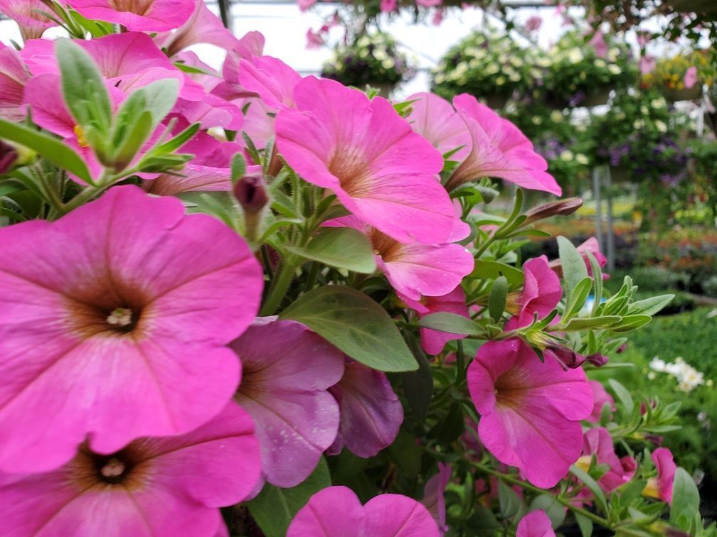 A bunch of pink flowers are growing in a garden