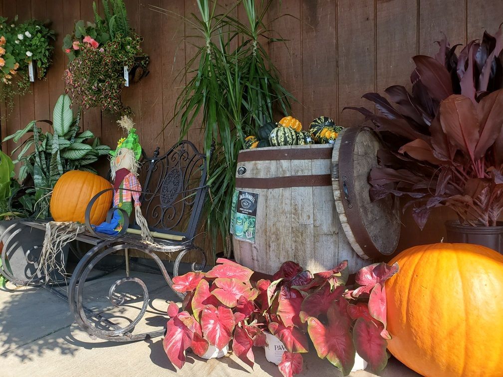 A rocking chair is surrounded by pumpkins and plants.