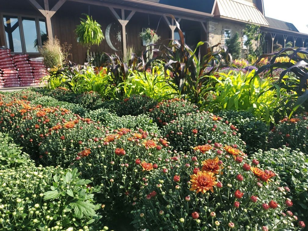 A garden with lots of flowers and plants in front of a building