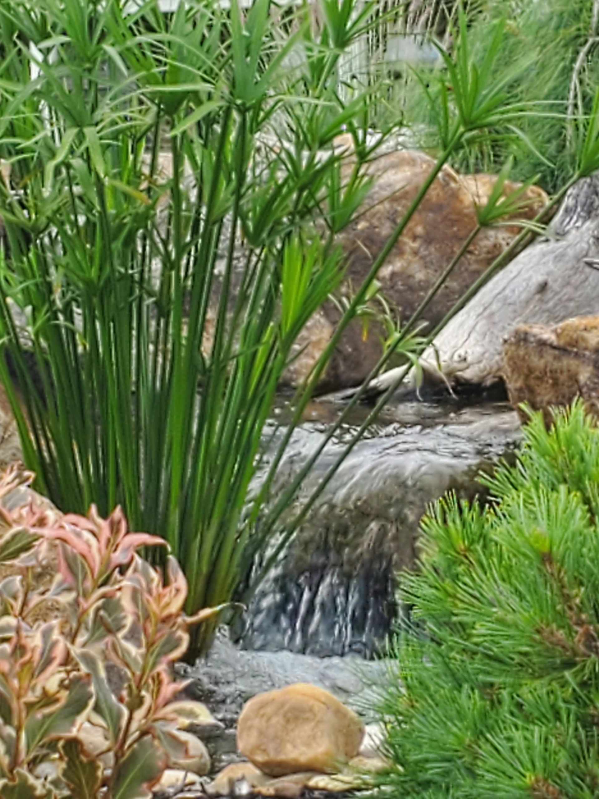 A waterfall is surrounded by plants and rocks in a garden.