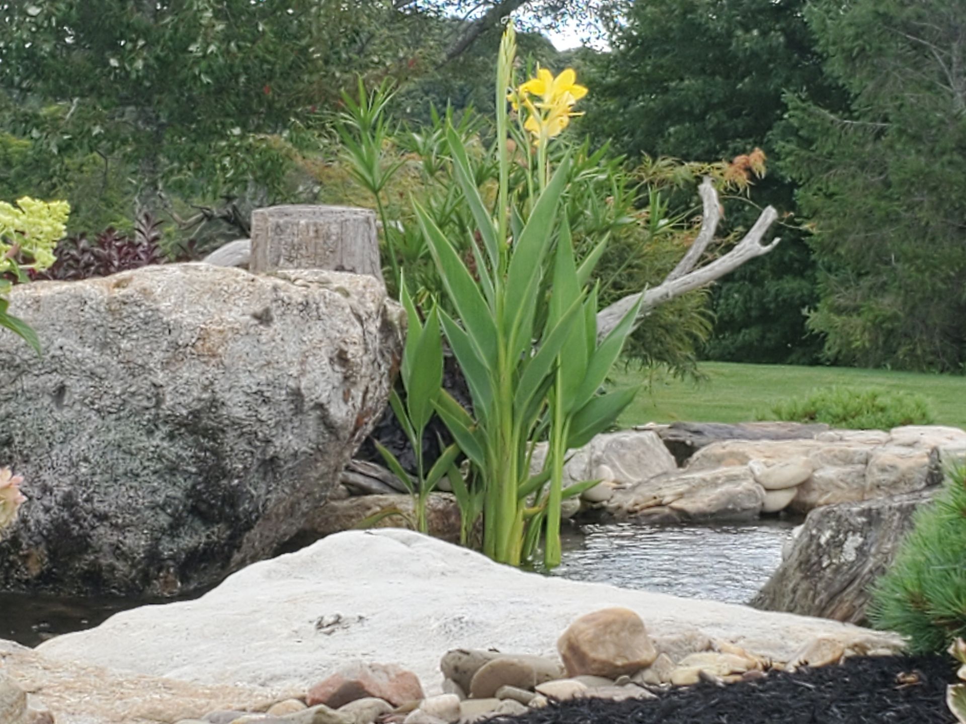 A yellow flower is growing in the middle of a rocky area