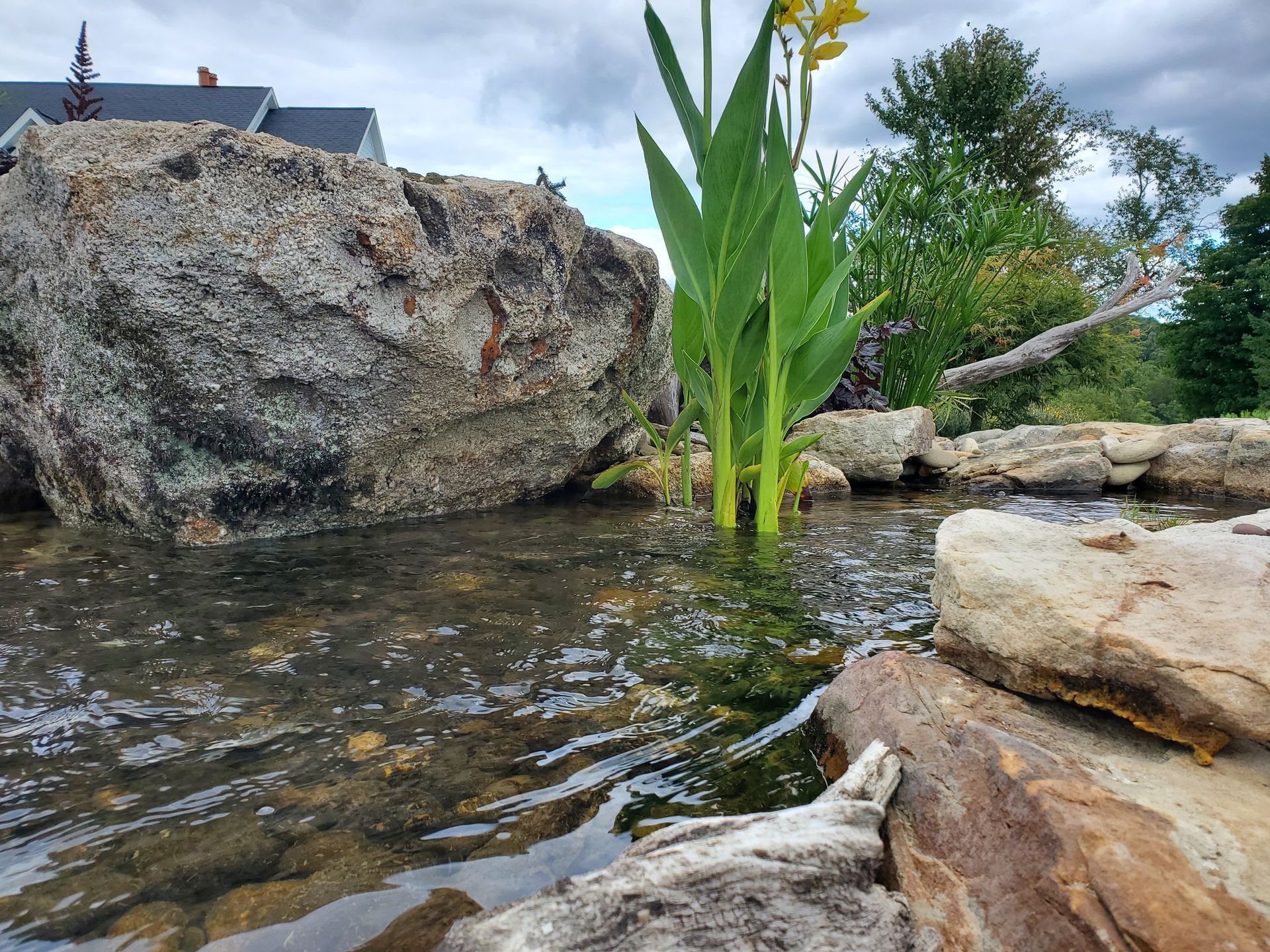 A small plant is growing out of the water next to a large rock.