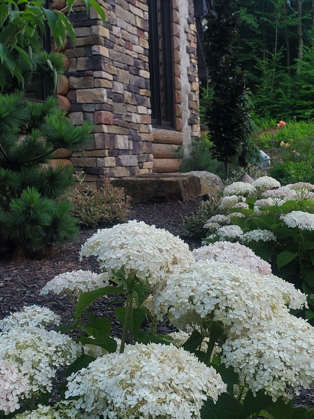 White flowers in front of a stone building