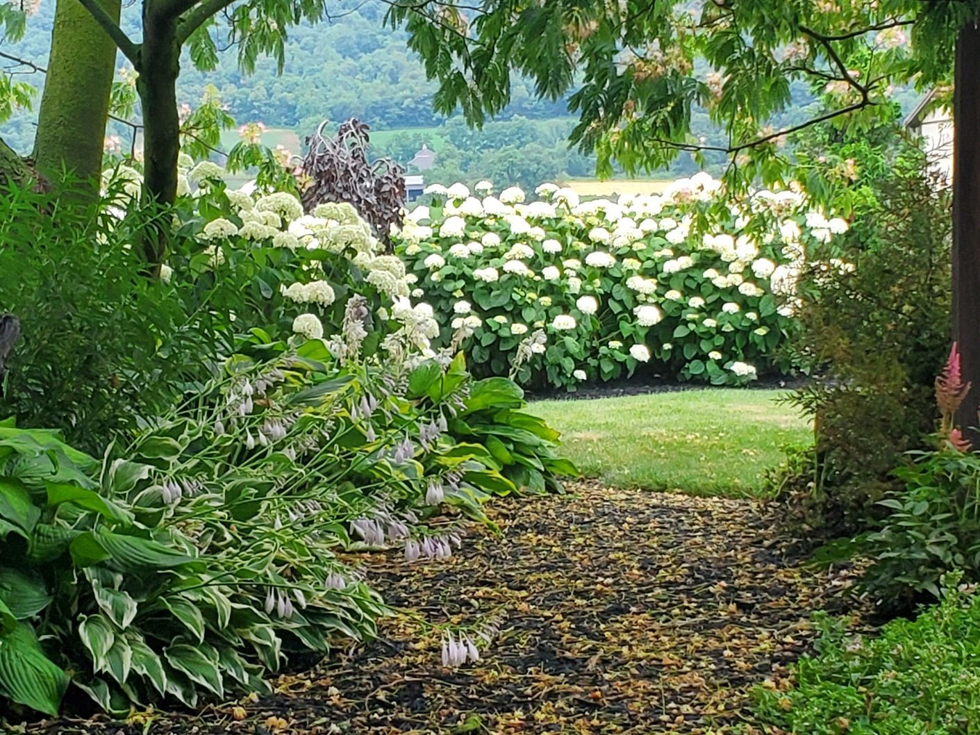 A path in a garden with lots of plants and flowers